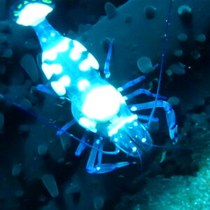 Crevette1