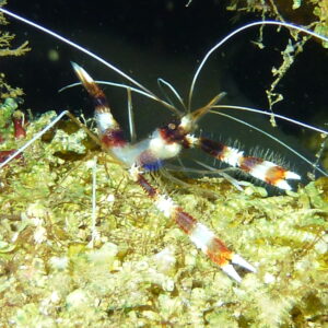 crevette4